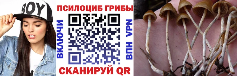 Псилоцибиновые грибы Cubensis  Купить  Искитим 